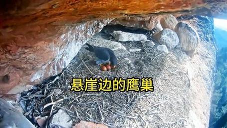 哈里斯鹰用爪子喂养幼鸟的巢穴镜头