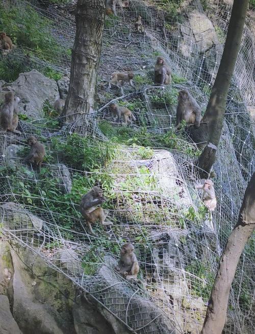 黔灵山猴子抢食