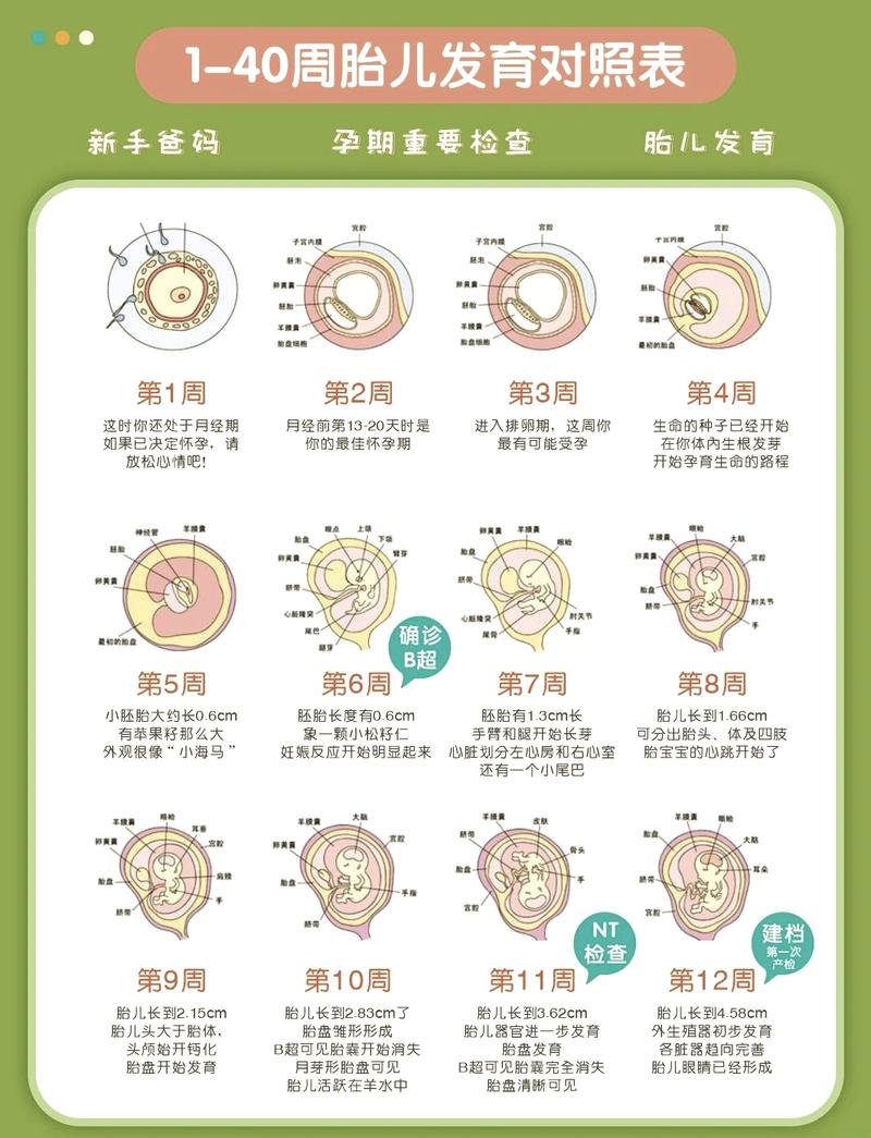 新手妈妈手机里的宝宝发育对比备忘录截图