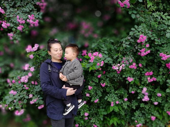 小区月季花坛边蹲着的母子背影