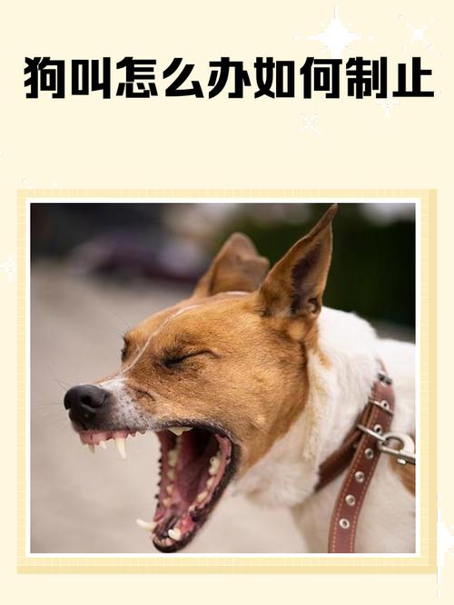 不用打不用骂，改吠叫的三个可落地办法