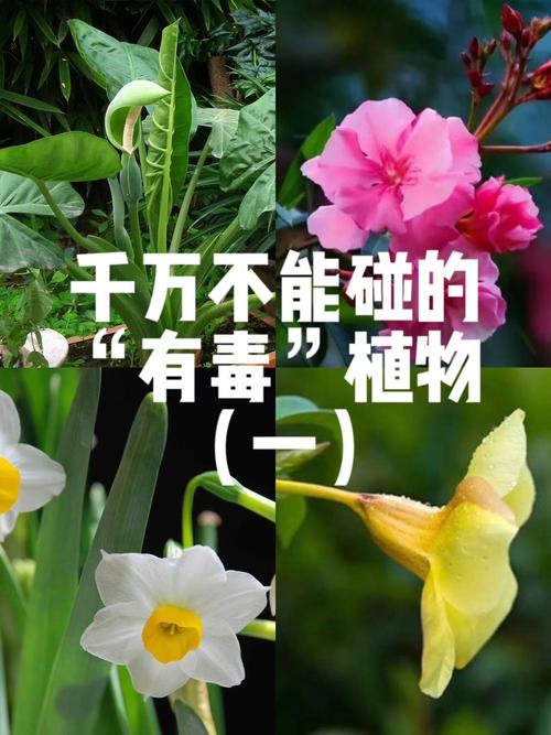 这些植物有毒,别让娃碰!