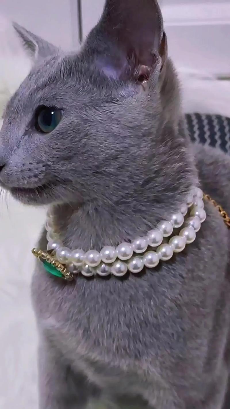 新到家蓝猫躲在沙发底观察照片