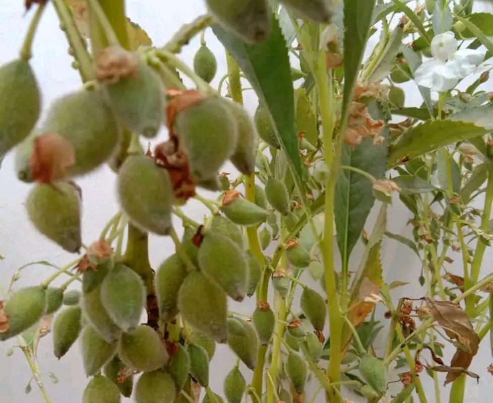 自然生长成熟后开裂的凤仙花果实