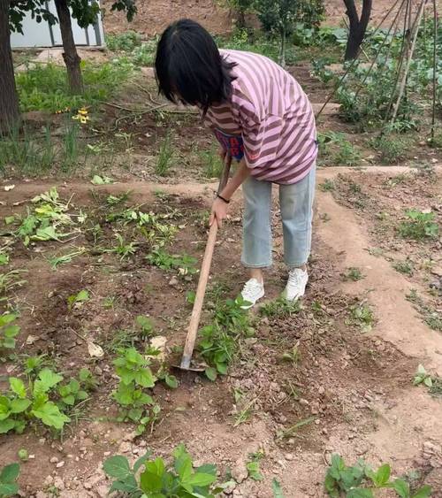 小学生劳动周田间锄草场景