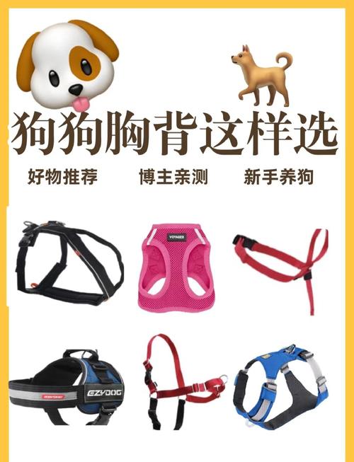 短腿柯基试穿不同宽度肩带胸背带对比