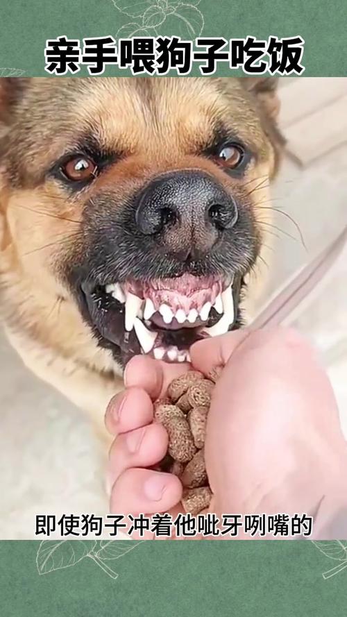 狗狗进食时呲牙资源守卫实拍
