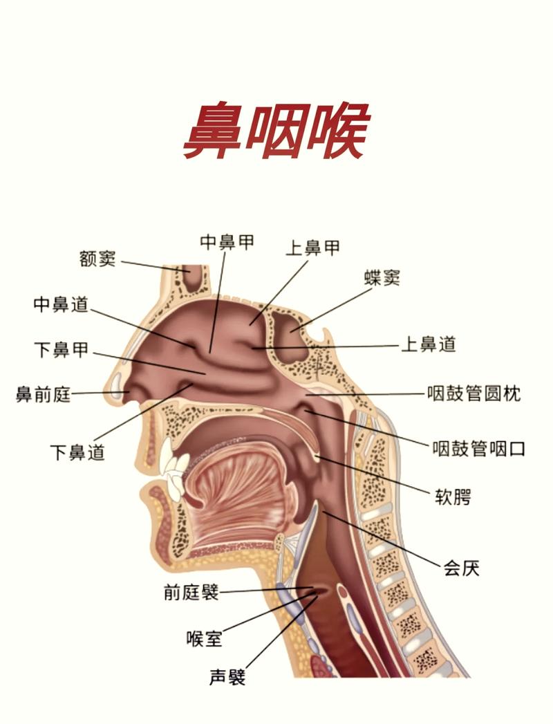 感冒后持续鼻塞的正确处理：别踩这些常见坑-仁者医