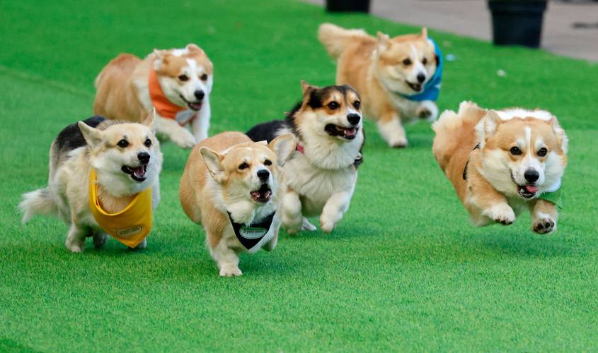 草地上奔跑的双色柯基犬