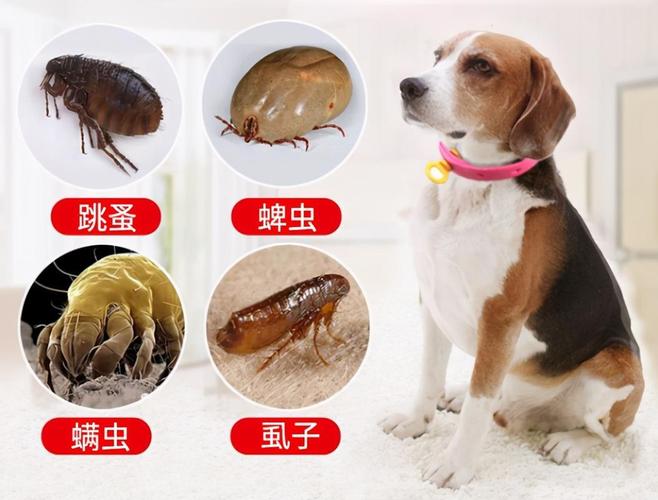 宠物狗毛发中跳蚤与蜱虫对比图