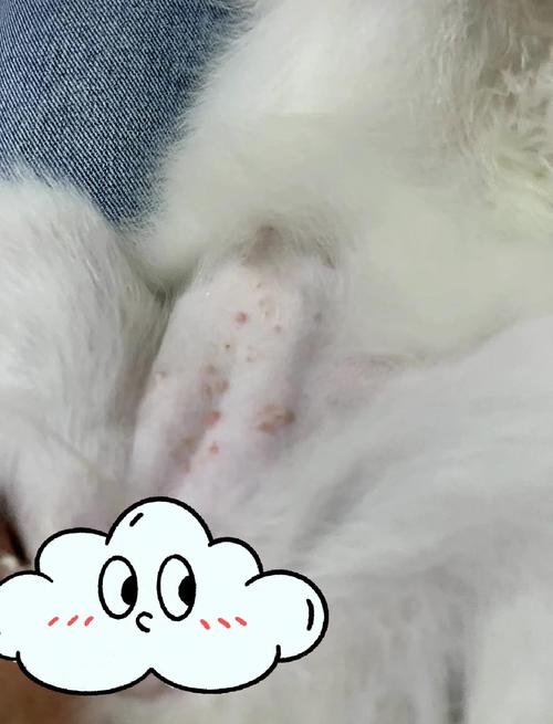 宠物腹部皮肤红疹过敏实拍图