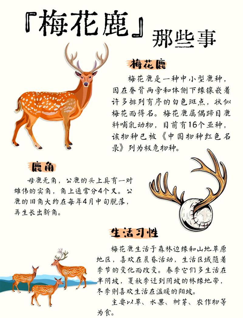警惕的边界：鹿如何看世界