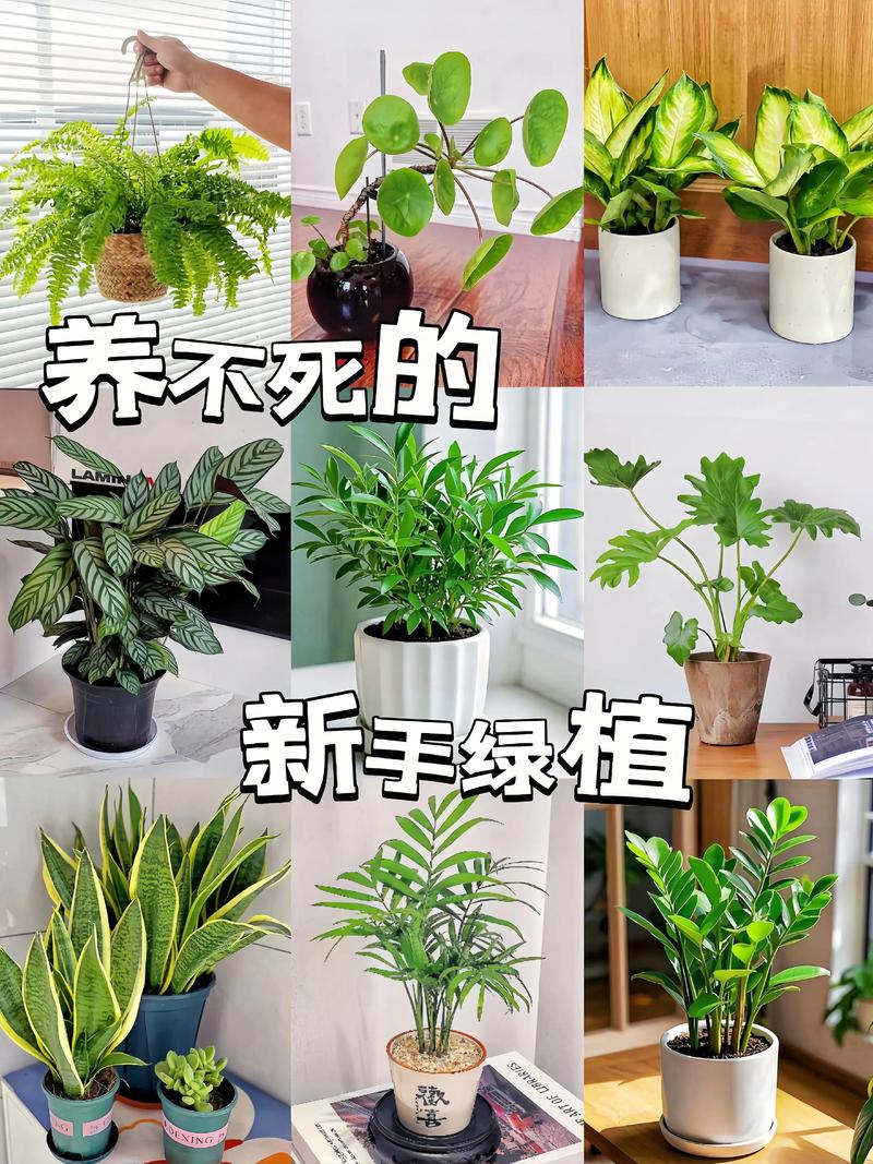 新手适合养什么?