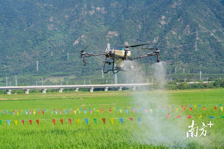 华东稻田低空无人机植保作业现场图