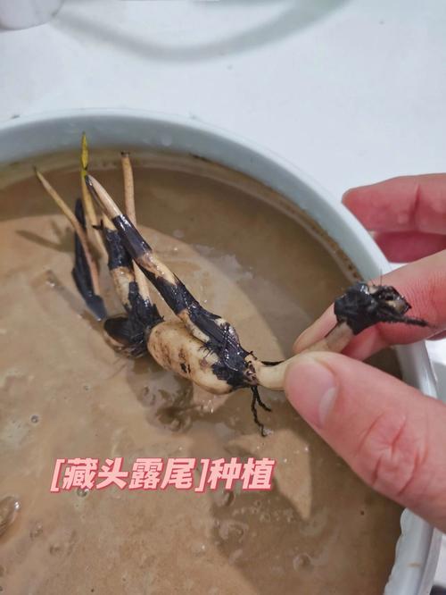 三个标准帮你避开割韭菜的假孵化器