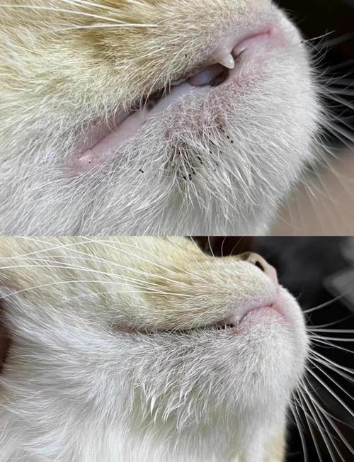 猫咪黑下巴初期小黑点症状实拍