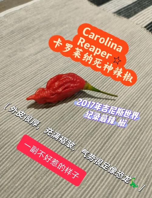 卡罗莱纳死神辣椒与普通美人椒对比实拍