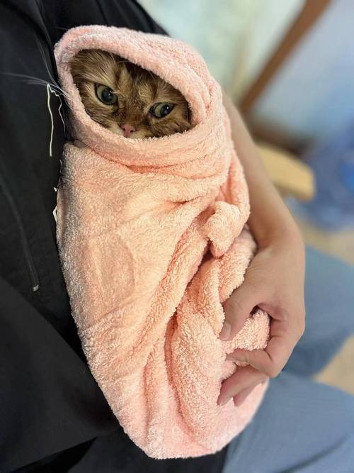 用湿棉片给布偶猫擦脸颊的日常居家场景图