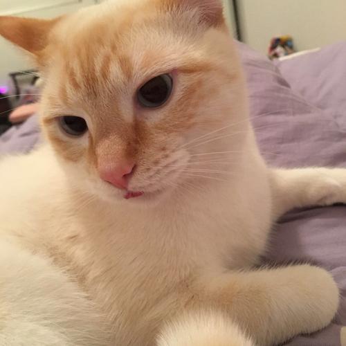 猫咪因为过度焦虑舔秃肚皮的实拍图