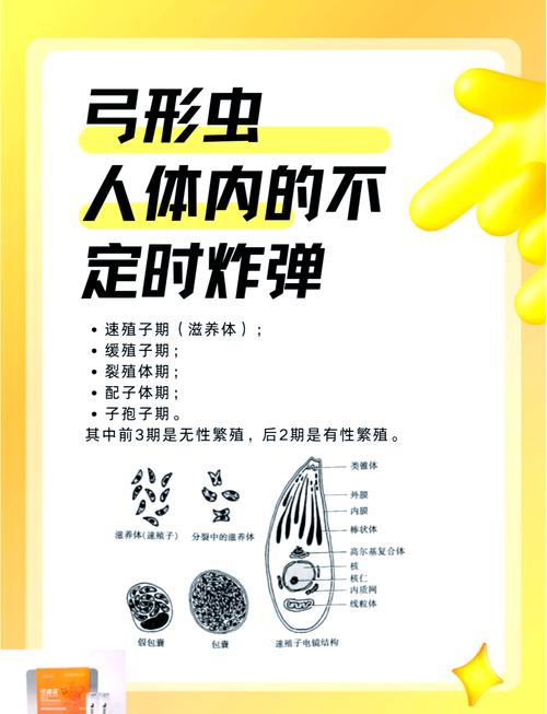 弓形虫在猫肠道生命周期示意图