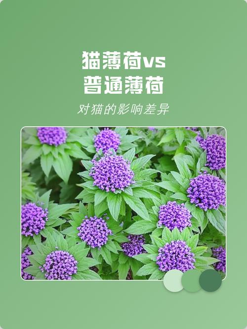 猫和薄荷,谁更疯?