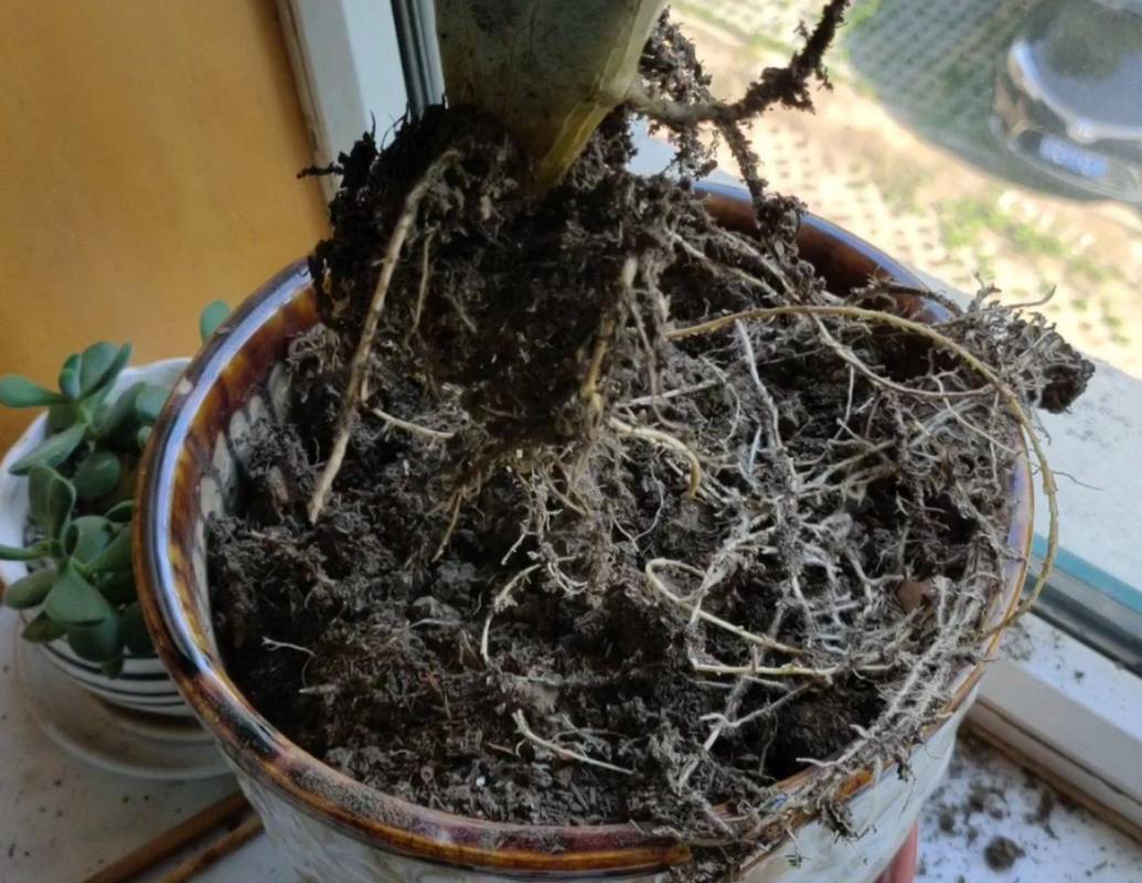 室内绿植烂根脱盆实拍