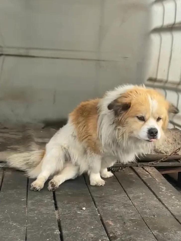 遛弯时狗狗后腿无力中途坐下休息场景