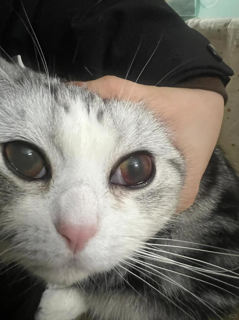 猫咪花粉过敏眼部红肿实拍