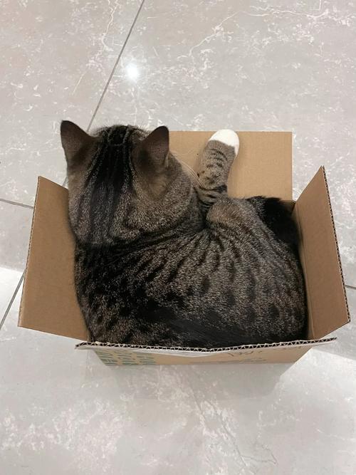 猫钻进纸箱流体力学研究实验照片