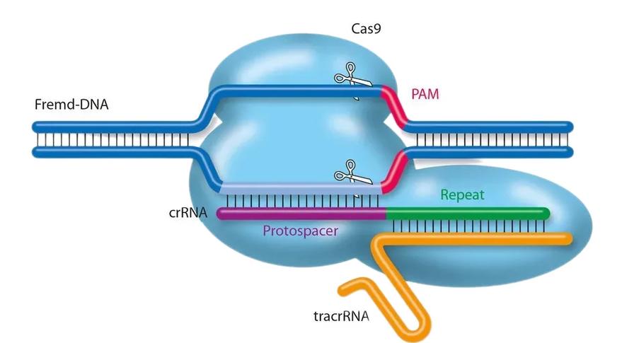 CRISPR-Cas9基因编辑治疗镰刀细胞贫血原理流程图