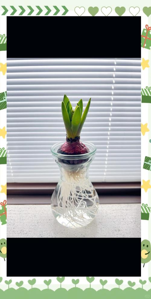家用窗台上水培发芽洋葱实景