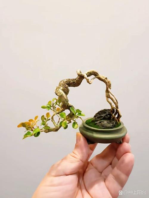 养绿植其实是磨自己的性子