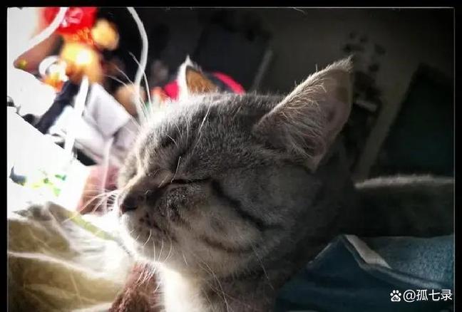老年猫认不出主人凑过来反复闻嗅