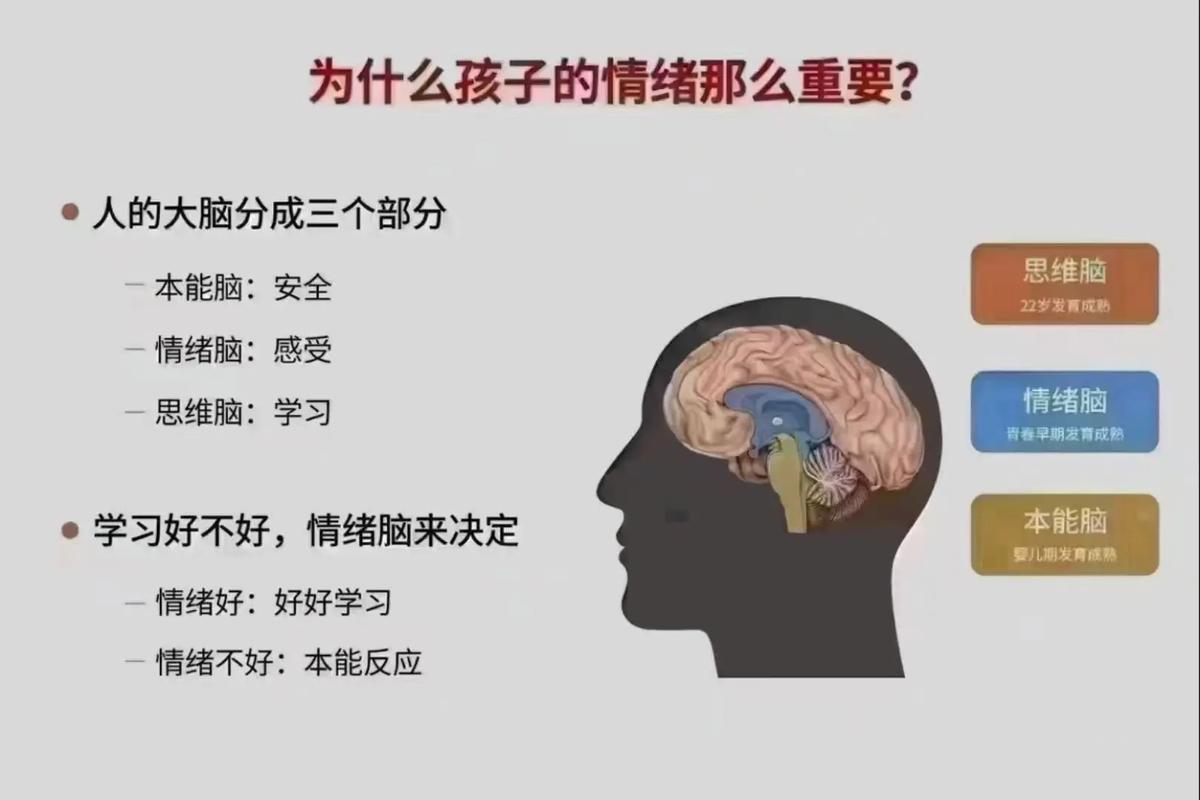 二、长期下来:给孩子一颗“情绪大脑”