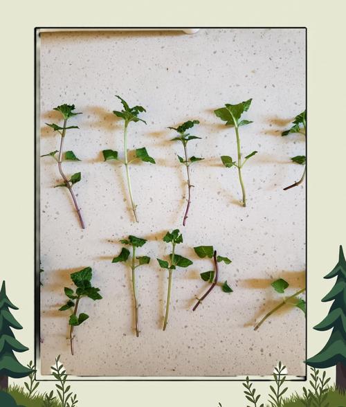 薄荷盆栽分株繁殖根系示意图