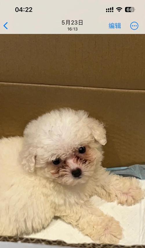 比熊犬眼周深褐色泪痕实拍