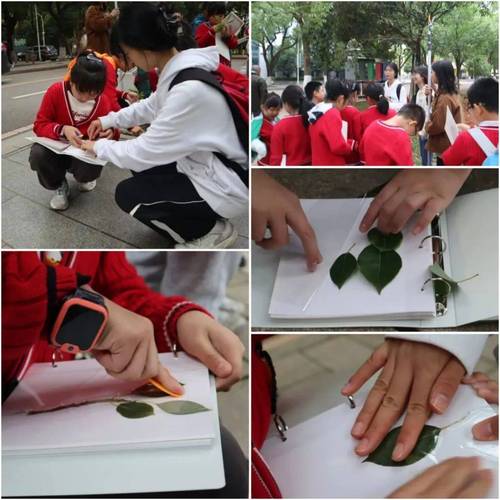 中小学生合作制作校园植物手册活动现场