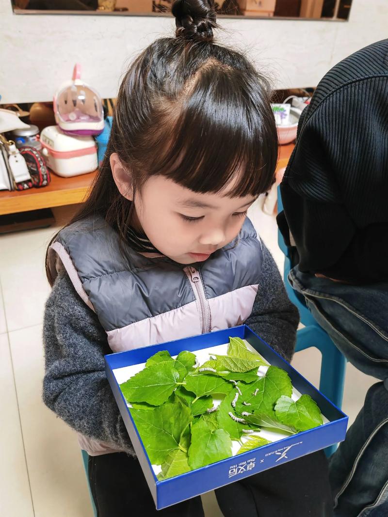 杭州小学缫丝课学生观察蚕宝宝