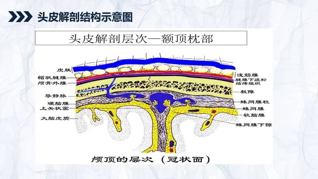 人体头皮皮肤屏障结构示意图