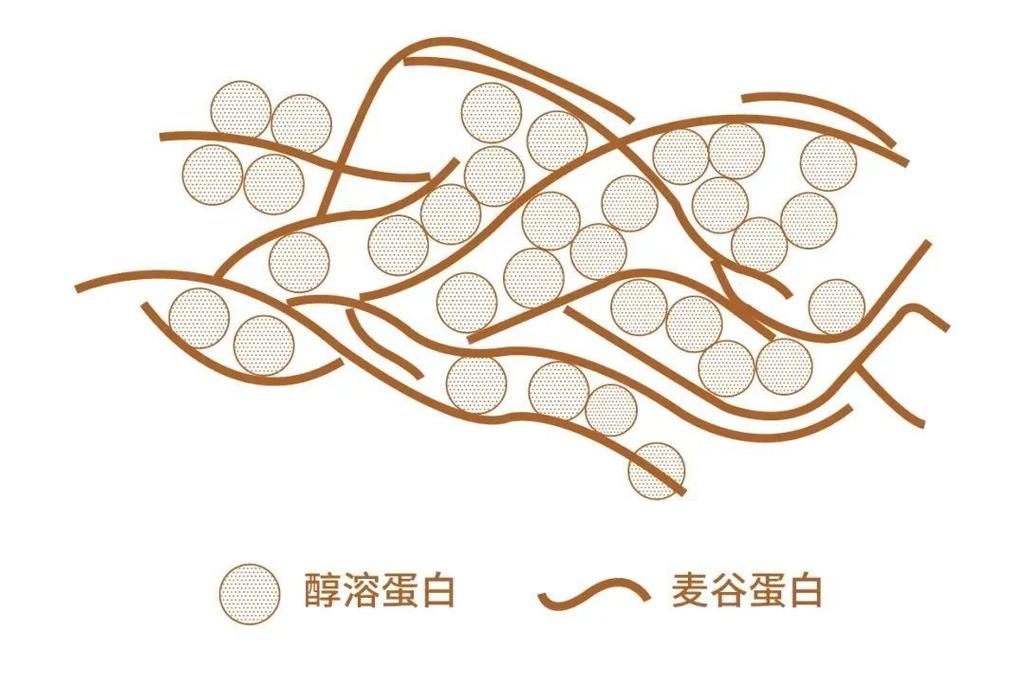 小麦麸质蛋白结构示意图 面筋网络