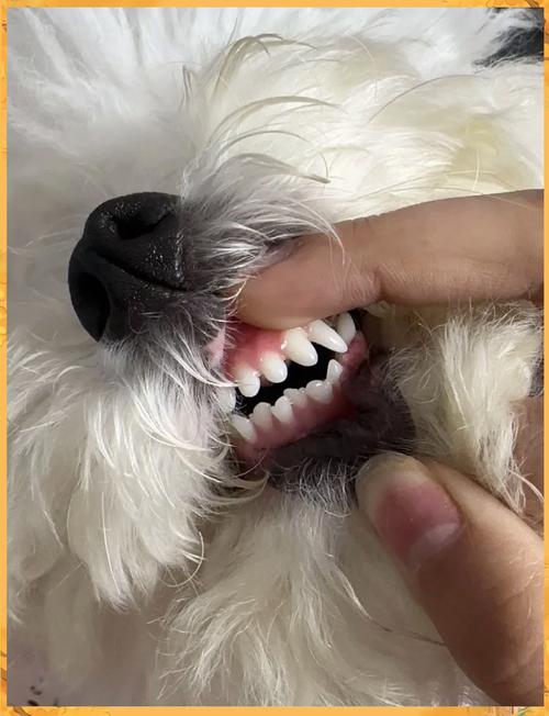 给宠物狗狗正确刷牙的手部姿势实拍