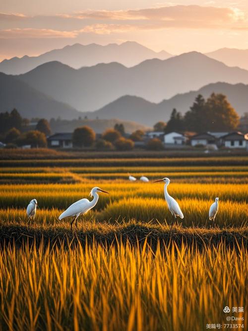 白鹭飞过金色稻浪