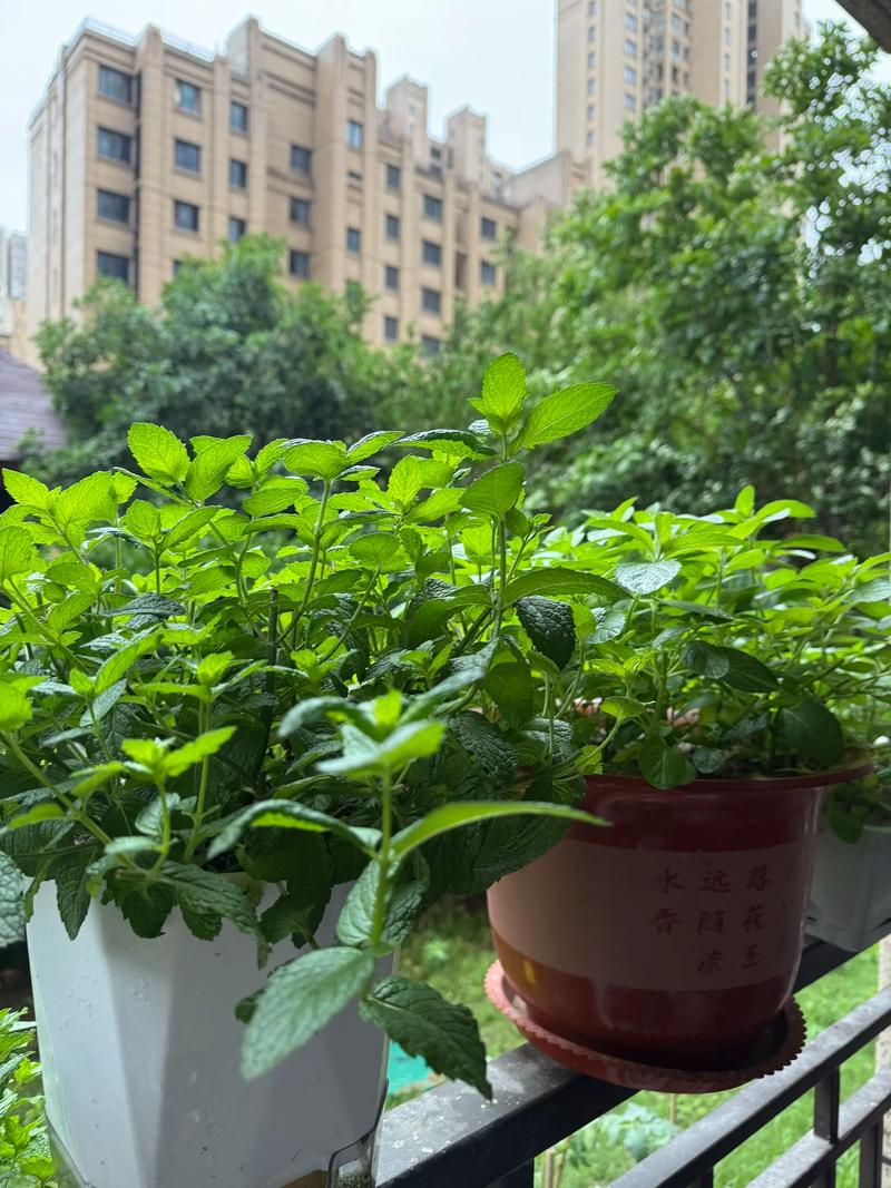 薄荷:你以为的清凉其实是个温柔的陷阱-因为所以