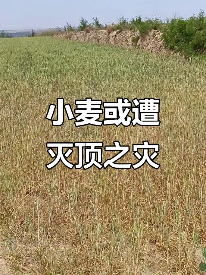 这些信号说明麦田已经垮了，别硬扛