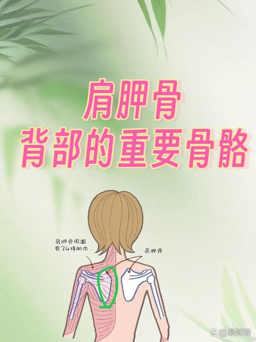 青少年背部腰窝肩胛骨位置对称性标注示意图