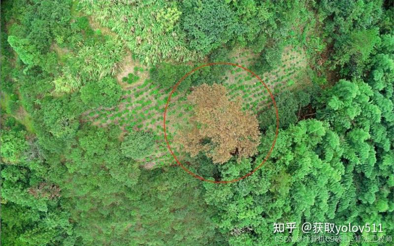 林业多光谱无人机扫描松树冠层作业实拍