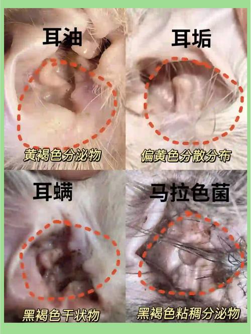 不是所有黑耳垢都是耳螨