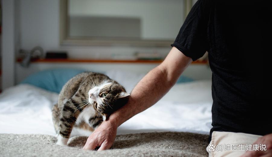 喂了半年的流浪猫挠了人,你真跑不掉