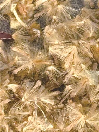 窗缝夹咖啡滤纸挡梧桐飞絮的近景细节