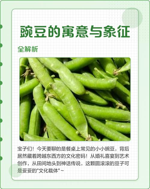 豆荚背后的文化符号:卑微却倔强